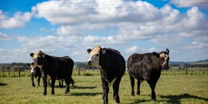 Herd of cows in paddock.